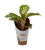 Aglaonema Pink Dark Star