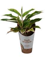 Aglaonema Green Star