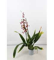 Oncidium 'Cherry Baby' A2 12 cm