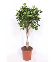 Ficus Nitida