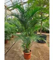 Dypsis lutescens (Areca)