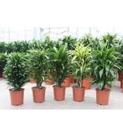 Dracaena fragrans Mixkar 24