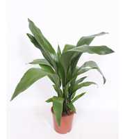 Aspidistra elatior