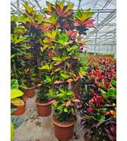 Codiaeum Iceton (Croton Iceton)