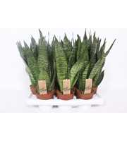 Sansevieria zeylanica compacta