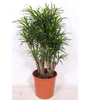 Dracaena Anita