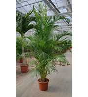 Dypsis lutescens 'Areca'