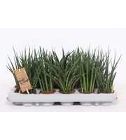 Sansevieria Luxe mix IT