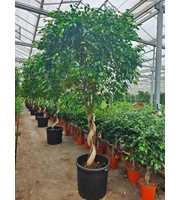 Ficus Exotica