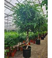 Ficus Exotica