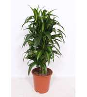 Dracaena Hawaiian Sunshine