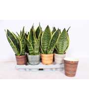 Sansevieria Superba in Rough & Tough cup