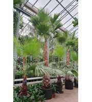 Washingtonia robusta