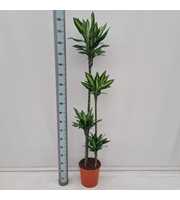 Dracaena Cintho 120/90/60/30