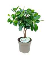 Ficus Maya