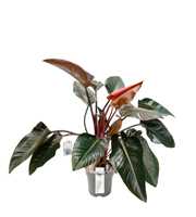 Philodendron Red Beauty