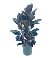 Ficus Mandela Touffe