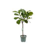 Ficus Lyrata