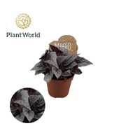 Begonia rex Silver Limbo 8,5cm