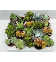 88 Succulent mix 5,5 cm