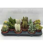 Engeland art.913 Cactus gemengd 10,5 cm