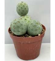 art.264 Tephrocactus + bollen 12