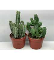 art.229 Euphorbia exclusief 15