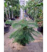 Araucaria toef 180