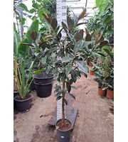 Ficus Elastica Melany stam 200