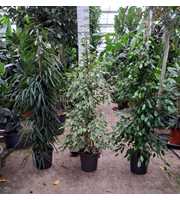 Ficus mixkar 3 soorten