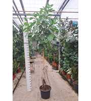 Ficus Altissima stam 300