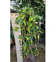 Philodendron Scandens Brazil hangplant