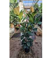 ficus robusta 2 toef 170