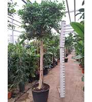 Ficus Nitida Stam 3.50