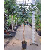 Ficus Elastica Robusta gedraaide stam 250