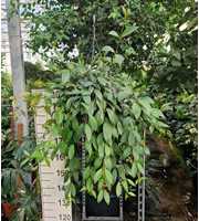 Aeschynanthus Marmoratus hangplant