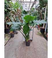 Alocasia Portodora toef 170