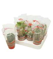 Cactus mix 7 cm in cactus hoes