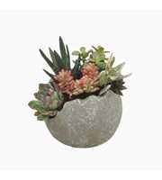 Succulenten arrangement in globe pot 14,5 cm