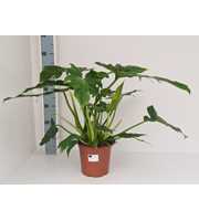 Philodendron Lacerum