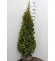 Thuja occidentalis 'Smaragd'