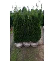 Taxus media 'Hillii'