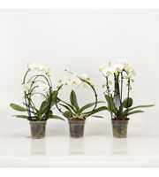 Phalaenopsis overig Shapes wit