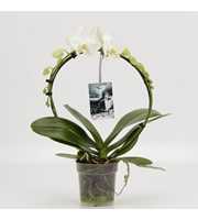 Phalaenopsis overig Rondella Wit Goddess