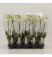 Phalaenopsis overig wit 2 Tak Wit Compact