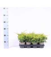 Juniperus x pfitzeriana 'Gold Coast'