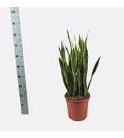 Sansevieria trifasciata 'Laurentii' 80cm