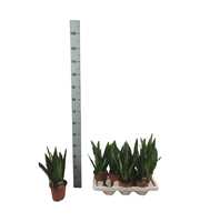 Sansevieria zeylanica 40cm