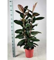 Ficus elastica 'Abidjan' Toef 130cm