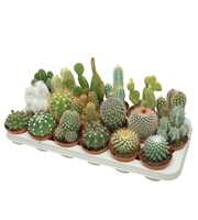 Volle kar Cactus mix 8,5 cm